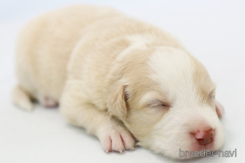 成約済の神奈川県のボーダーコリー-327513の8枚目